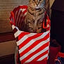 cat, tabby, domestic_cat, pet, gift_bag, striped_bag, stripes, box, sitting, indoor, living_room, whiskers, ears, collar, pendant, portrait, low_light, cozy, curious, feline