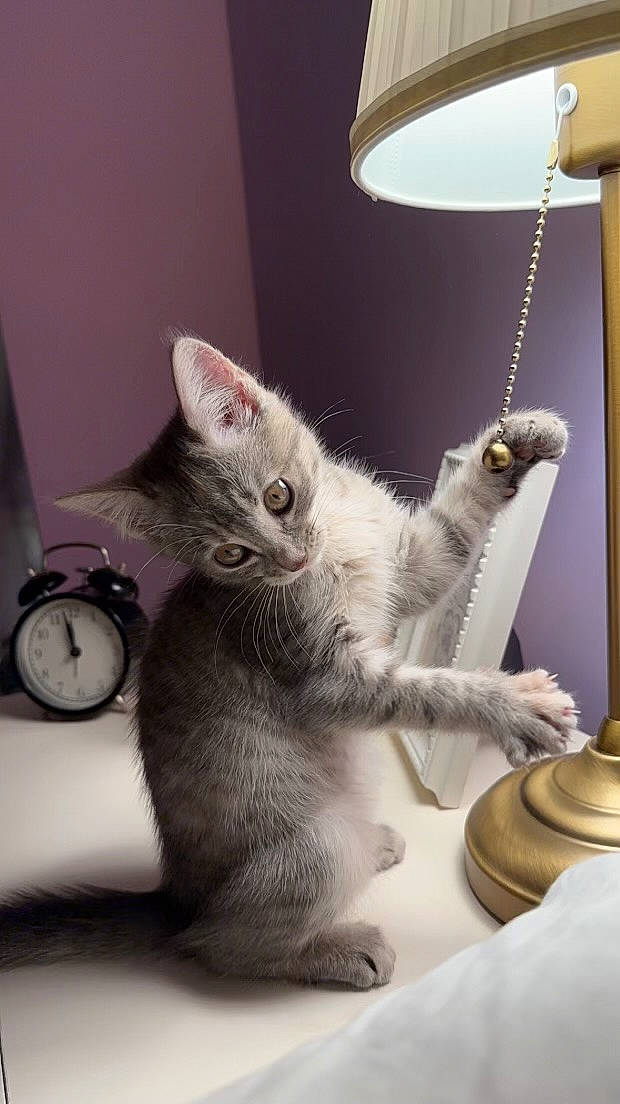 Hermès participe au concours pour gagner de l'argent avec cette photo : alarm_clock, carnivore, cat, claw, clock, comfort, domestic_short_haired_cat, felidae, fur, grey, lamp, paw, room, sitting, small_to_medium_sized_cats, snout, tail, watch, whiskers, window