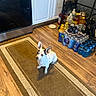 animal, appliance, beverages, black_patches, bottled_drinks, cabinet, clean, dog, floor, home, indoor, kitchen, oven, pet, plastic_bottles, rug, small_dog, waiting, white_dog, wood_floor