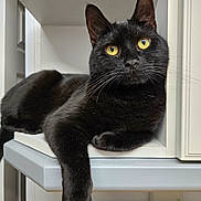 Terry is registered to the contest to win money with this photo: alert, animal, black_cat, cat, clean, curious, domestic_cat, feline, fur, household, indoor, looking, modern, paw, pet, relaxed, resting, shelf, whiskers, yellow_eyes