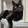 alert, animal, black_cat, cat, clean, curious, domestic_cat, feline, fur, household, indoor, looking, modern, paw, pet, relaxed, resting, shelf, whiskers, yellow_eyes
