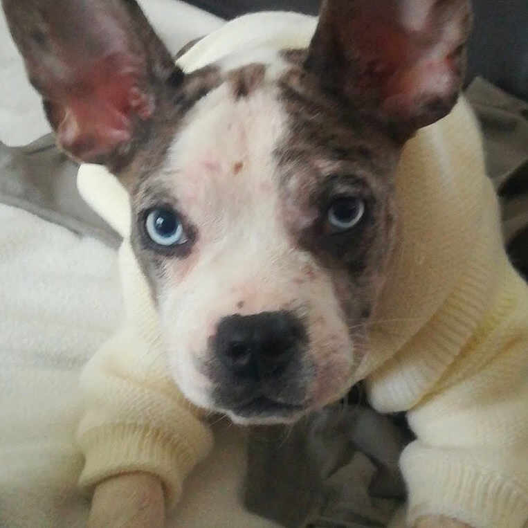 Perle a rejoint le concours — aidez-le/la à gagner de superbes lots ! animal, blanket, bostonbull, boxer, bulldog, canine, chihuahua, dog, face, frenchbulldog, greatdane, head, hound, husky, person, pet, pitbull, puppy, snout, whitedog