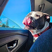 Zeus joined the competition — help win amazing prizes! animal, blue_sky, canine, car, close_up, collar, cute, daylight, dog, door_handle, happy, inside_car, pet, playful, red_collar, seat, sunlight, tongue, tongue_out, window
