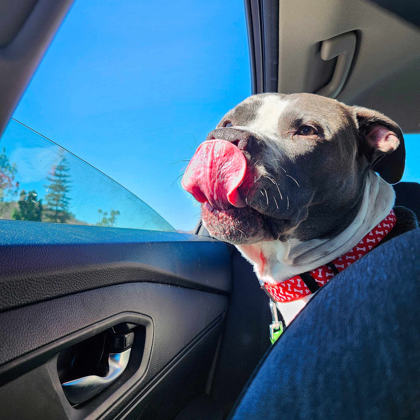 Zeus joined the competition — help win amazing prizes! animal, blue_sky, canine, car, close_up, collar, cute, daylight, dog, door_handle, happy, inside_car, pet, playful, red_collar, seat, sunlight, tongue, tongue_out, window