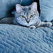 Peppa is registered to the contest to win money with this photo: animal, blue_blanket, cat, close_up, cozy, cushions, ears, feline, fur, gray_tabby, green_eyes, home, indoor, lying_down, pet, quilted_blanket, relaxed, resting, soft_texture, whiskers