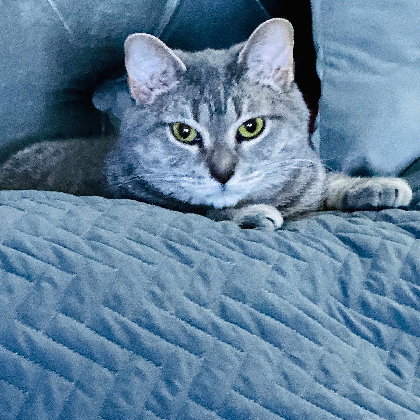 Peppa is registered to the contest to win money with this photo: animal, blue_blanket, cat, close_up, cozy, cushions, ears, feline, fur, gray_tabby, green_eyes, home, indoor, lying_down, pet, quilted_blanket, relaxed, resting, soft_texture, whiskers