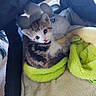 Pops participe au concours pour gagner de l'argent avec cette photo : animal, blanket, blue_eyes, brown_fur, cat, cats, cozy, cute, feline, indoor, kitten, kittens, pet, pet_carrier, plush_bed, portrait, sitting, sleeping, tabby, white_fur