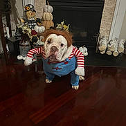 Bombi is registered to the contest to win money with this photo: bulldog, dog, costume, red_wig, striped_shirt, blue_overalls, fireplace, pumpkins, scarecrow, wooden_floor, indoor, home_decor, fall_decorations, funny, pet, animal, face, fur, cute, standing