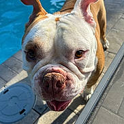 Bombi joined the competition — help win amazing prizes! animal, brown, bulldog, canine, close_up, companion, curious, daylight, dog, ears, face, friendly, muzzle, outdoor, pavement, pet, pool, sunlight, tongue, white