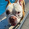 animal, brown, bulldog, canine, close_up, companion, curious, daylight, dog, ears, face, friendly, muzzle, outdoor, pavement, pet, pool, sunlight, tongue, white