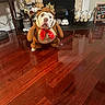bulldog, dog, costume, bear_costume, red_bow, wooden_floor, fireplace, pumpkins, scarecrow, fall_decor, living_room, decorations, sign, home_interior, pet, animal, cute, indoors, holiday, seasonal