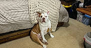 Bombi is registered to the contest to win money with this photo: animal, bed, bedroom, blanket, bulldog, carpet, cozy, curtains, dog, dresser, floor, furniture, home, indoor, knit_blanket, pet, pillow, sitting, window, wooden_furniture