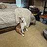 bulldog, dog, carpet, bed, blanket, wooden_furniture, dresser, bedroom, curtains, window, pillow, knit_blanket, pet, indoor, floor, cozy, home, furniture, animal, sitting