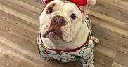 Bombi joined the competition — help win amazing prizes! bulldog, dog, pet, indoor, floor, pajamas, holiday, christmas, red_bow, costume, looking_up, cute, animal, canine, wooden_floor, carpet, door, home, decor, festive