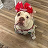 bulldog, dog, pet, indoor, floor, pajamas, holiday, christmas, red_bow, costume, looking_up, cute, animal, canine, wooden_floor, carpet, door, home, decor, festive