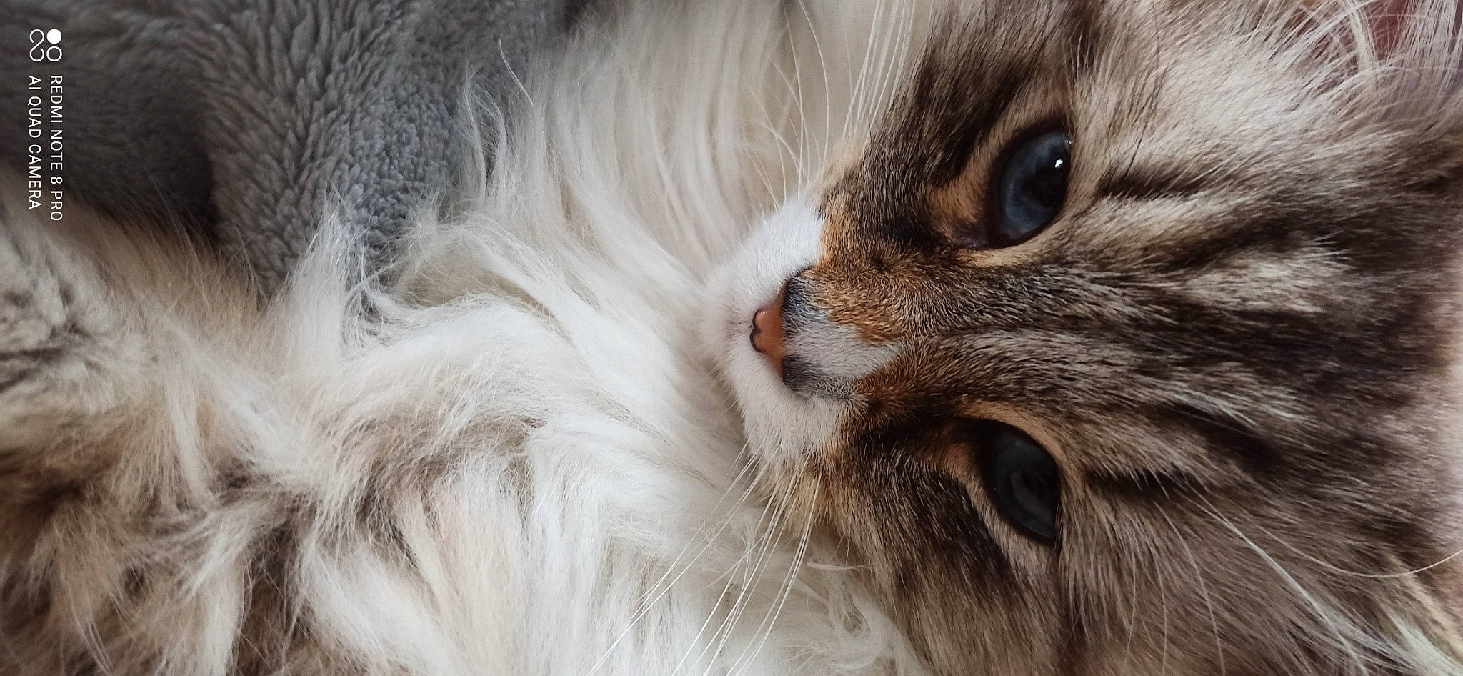 Galak a rejoint le concours — aidez-le/la à gagner de superbes lots ! carnivore, cat, domestic_short_haired_cat, felidae, fur, iris, natural_material, small_to_medium_sized_cats, snout, terrestrial_animal, whiskers