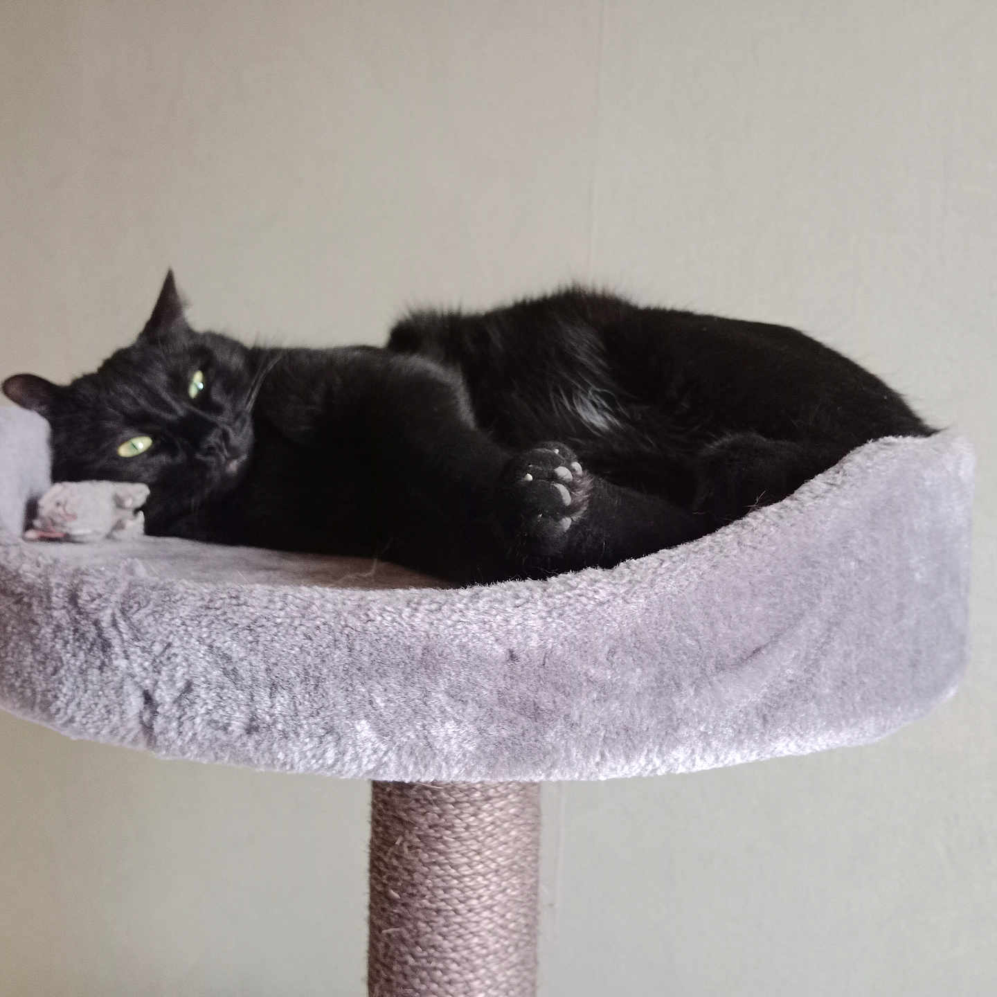 Réglisse a rejoint le concours — aidez-le/la à gagner de superbes lots ! abyssinian, animal, architecture, blackcat, canine, cat, cushion, den, dog, egyptiancat, fountain, homedecor, indoors, kitten, manx, pet, water