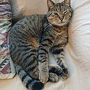 Tabitha joined the competition — help win amazing prizes! animal, bed, bedding, blanket, cat, cozy, ears, face, feline, indoors, lying_down, paws, pet, pillow, sleeping, striped_fur, tabby, tail, whiskers, winking
