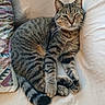 animal, bed, bedding, blanket, cat, cozy, ears, face, feline, indoors, lying_down, paws, pet, pillow, sleeping, striped_fur, tabby, tail, whiskers, winking