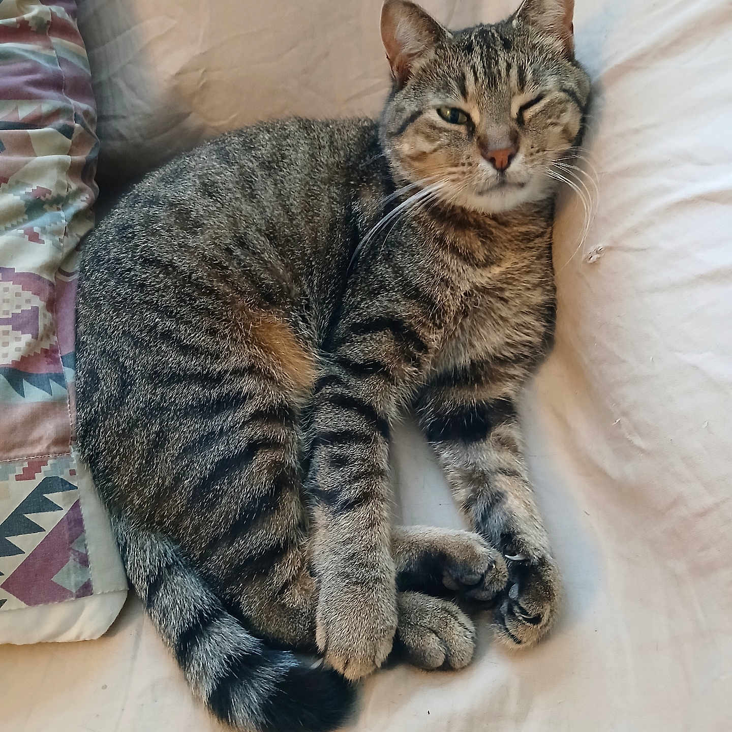 Tabitha