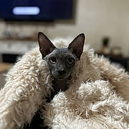 Bibi participe au concours pour gagner de l'argent avec cette photo : animal, blanket, cat, cozy, curious, cute, domestic, ears, eyes, feline, fluffy, fur, home, indoor, mammal, pet, portrait, relaxed, soft, sphynx_cat
