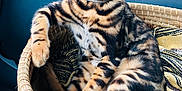 Plume a rejoint le concours — aidez-le/la à gagner de superbes lots ! bengal_cat, cat, pet, animal, feline, basket, blanket, indoor, close_up, striped, tabby, yellow_eyes, whiskers, relaxed, seat, car_interior, collar, cute, resting, curious