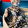 bengal_cat, cat, pet, animal, feline, basket, blanket, indoor, close_up, striped, tabby, yellow_eyes, whiskers, relaxed, seat, car_interior, collar, cute, resting, curious