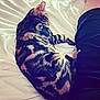 Plume a rejoint le concours — aidez-le/la à gagner de superbes lots ! cat, tabby, sleeping, bed, blanket, person, shorts, indoor, resting, fur, striped, cozy, pet, animal, domestic, closeup, relaxation, comfort, white, fabric