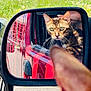 Plume a rejoint le concours — aidez-le/la à gagner de superbes lots ! cat, side_mirror, car, reflection, green_eyes, ear, red_car, outdoor, road, vehicle, window, curious, animal, pet, close_up, focus, daylight, nature, whiskers, feline