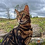 cat, bengal_cat, animal, outdoor, grass, rock, cloudy_sky, tree, hill, nature, mammal, pet, fur, whiskers, portrait, closeup, eyes, sitting, wildlife, landscape