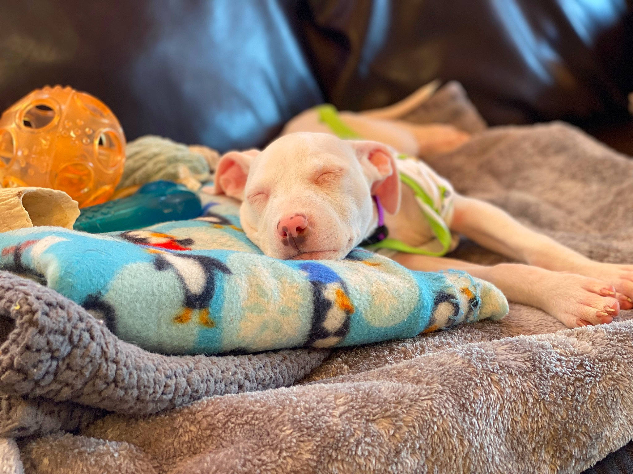 Rey is registered to the contest to win money with this photo: bedding, bedtime, child, comfort, companion_dog, dog_breed, fawn, felidae, fur, linens, nap, pattern, plush, snout, stuffed_toy, teddy_bear, terrestrial_animal, toy, whiskers, wood