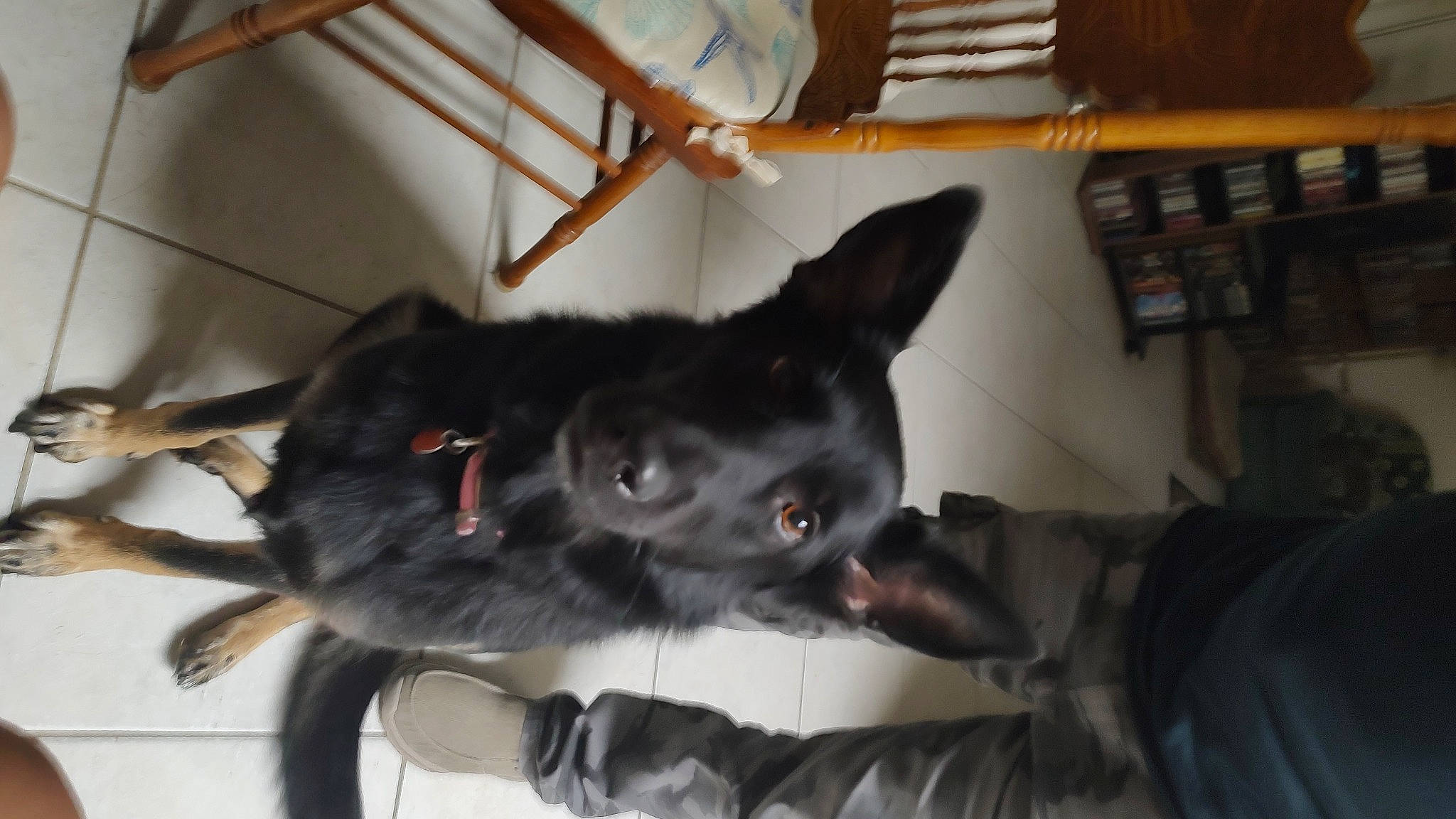 Gretta joined the competition — help win amazing prizes! black_cat, canidae, carnivore, cat, claw, collar, comfort, companion_dog, dog_breed, domestic_short_haired_cat, ear, felidae, fur, room, schipperke, small_to_medium_sized_cats, snout, sporting_group, tail, whiskers