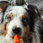 Bondi participe au concours pour gagner de l'argent avec cette photo : animal, blue_eyes, brown_eyes, carrot, closeup, cute, dog, ears, face, fluffy, fur, heterochromia, indoor, light, nose, pet, portrait, snout, whiskers, window
