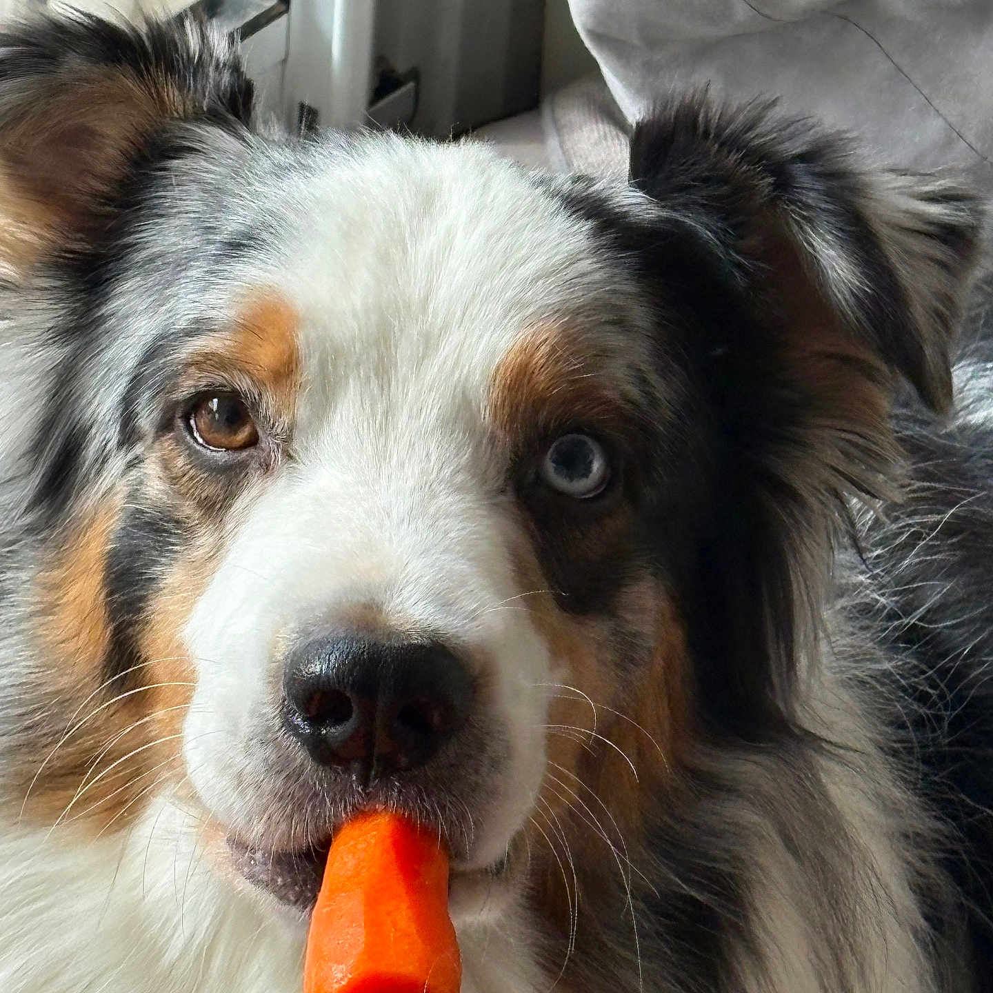 Bondi participe au concours pour gagner de l'argent avec cette photo : animal, blue_eyes, brown_eyes, carrot, closeup, cute, dog, ears, face, fluffy, fur, heterochromia, indoor, light, nose, pet, portrait, snout, whiskers, window