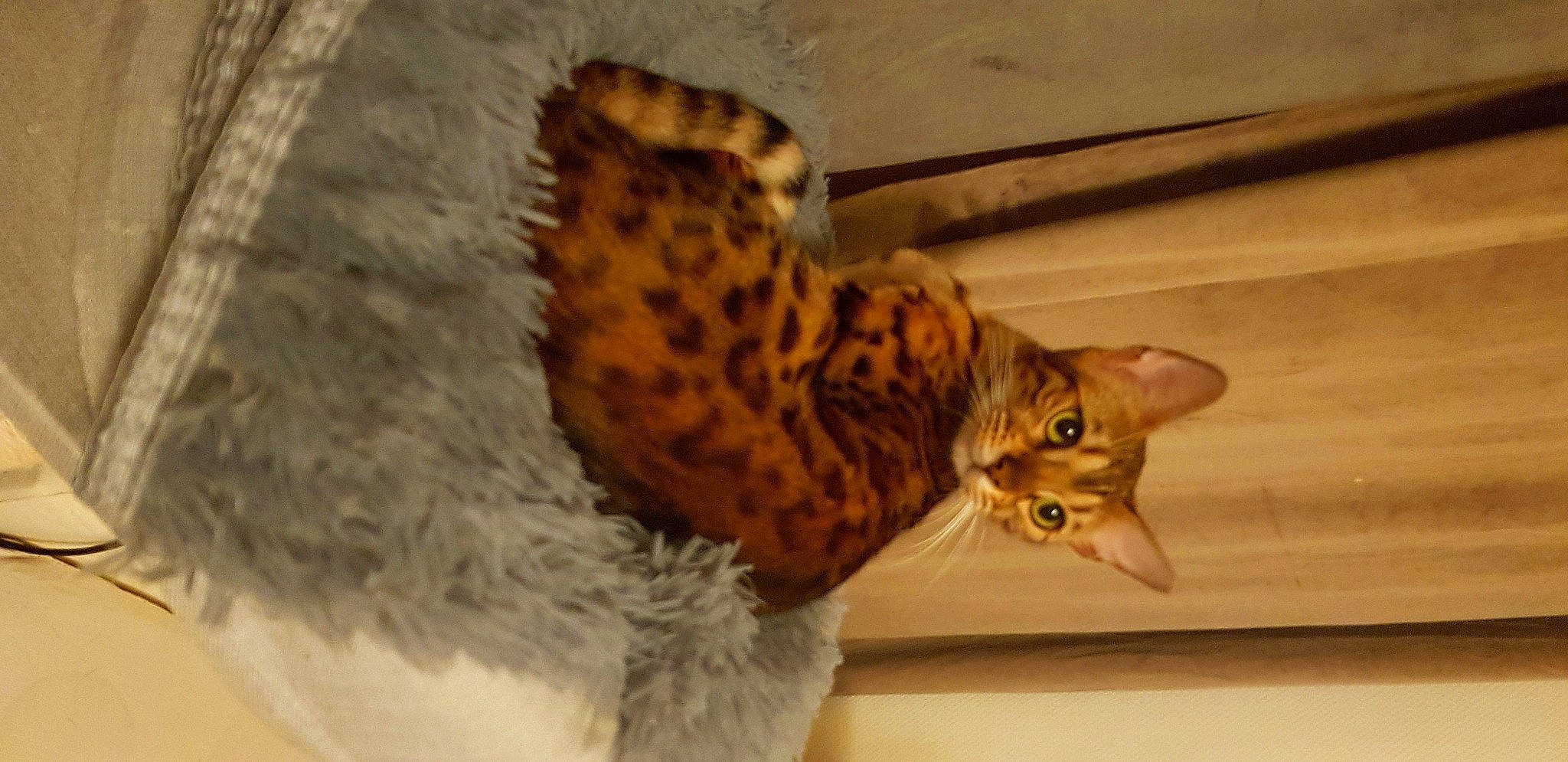 Perle a rejoint le concours — aidez-le/la à gagner de superbes lots ! arabian_mau, bengal, california_spangled, carnivore, cat, dragon_li, egyptian_mau, european_shorthair, felidae, fur, kitten, mammal, ocicat, rusty_spotted_cat, savannah, small_to_medium_sized_cats, sokoke, toyger, vertebrate, whiskers