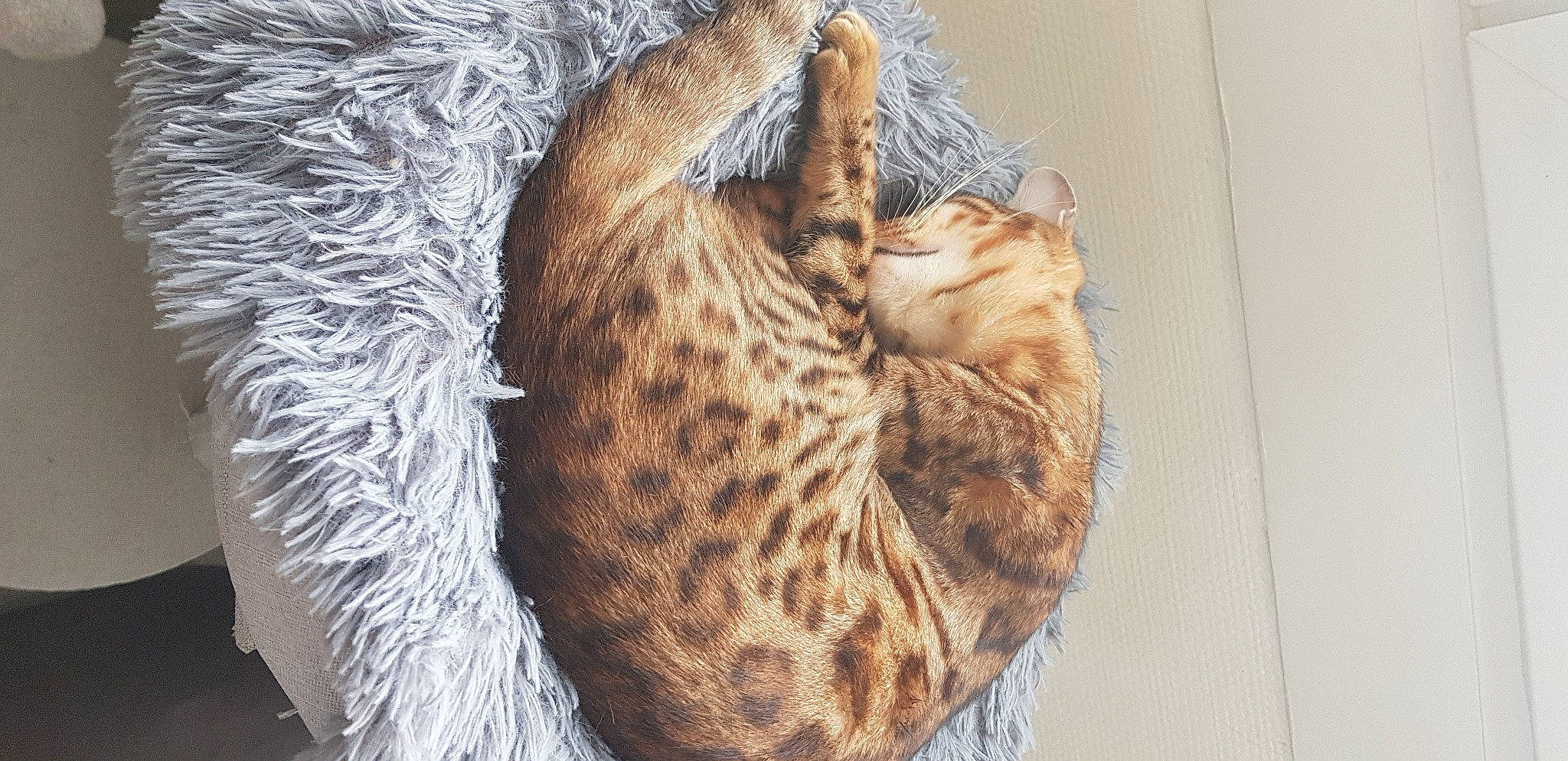 Perle a rejoint le concours — aidez-le/la à gagner de superbes lots ! asian, bengal, california_spangled, carnivore, cat, dragon_li, egyptian_mau, european_shorthair, felidae, fur, lynx, mammal, ocicat, organism, pixie_bob, savannah, small_to_medium_sized_cats, tabby_cat, whiskers, wild_cat