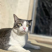 Jack joined the competition — help win amazing prizes! animal, calm, cat, close_up, concrete, daylight, domestic_cat, feline, green_eyes, laying_down, outdoor, pet, pink_nose, portrait, relaxed, shadow, sunlight, whiskers, white_and_gray, window