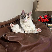 Callie is registered to the contest to win money with this photo: cat, pet, leather_couch, indoor, lamp, flowers, red_roses, relaxed, feline, pink_paw_pads, brown, white, gray, calico, houseplant, home_decor, furniture, portrait, sitting, cozy