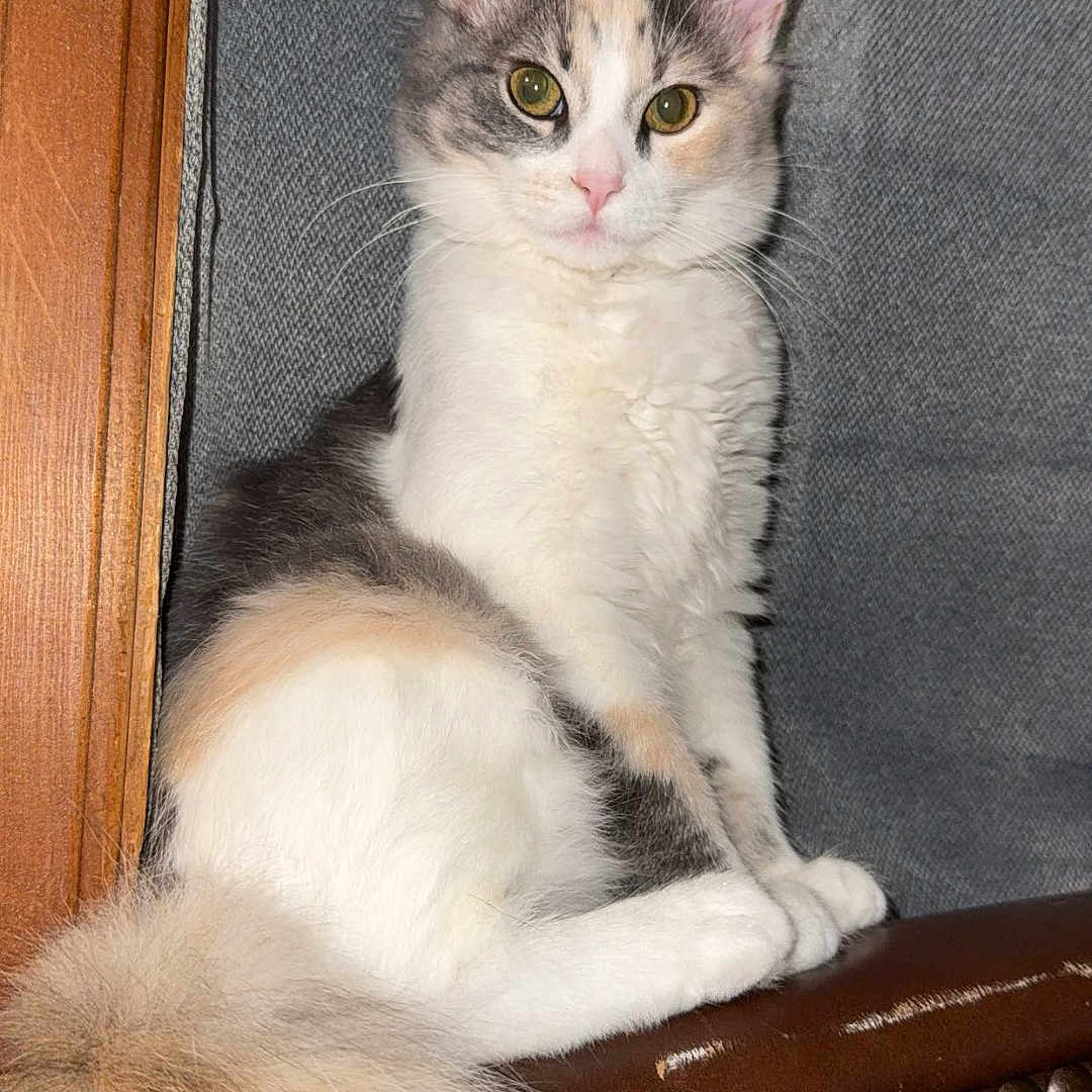 Callie joined the competition — help win amazing prizes! cat, fluffy_tail, multi_colored, sitting, indoor, leather_chair, armrest, gray_background, curious_eyes, pet, feline, fur, whiskers, ears, alert, domestic_animal, cute, cozy, home, resting
