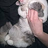 Callie is registered to the contest to win money with this photo: cat, fluffy, pet, animal, sleeping, relaxed, hand, belly_rub, cute, domestic, feline, white, gray, pink_nose, whiskers, indoor, cozy, resting, fur, paws