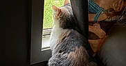 Callie joined the competition — help win amazing prizes! cat, window, curtain, indoor, animal, pet, feline, looking_out, light, shadow, fur, sitting, back_view, home, greenery, quiet, relaxing, portrait, domestic, cozy