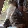 Callie is registered to the contest to win money with this photo: cat, window, cushion, indoor, pet, feline, looking_out, colorful, patterned, fur, domestic_animal, resting, side_view, daylight, home, curtain, animal, quiet, contemplative, seat
