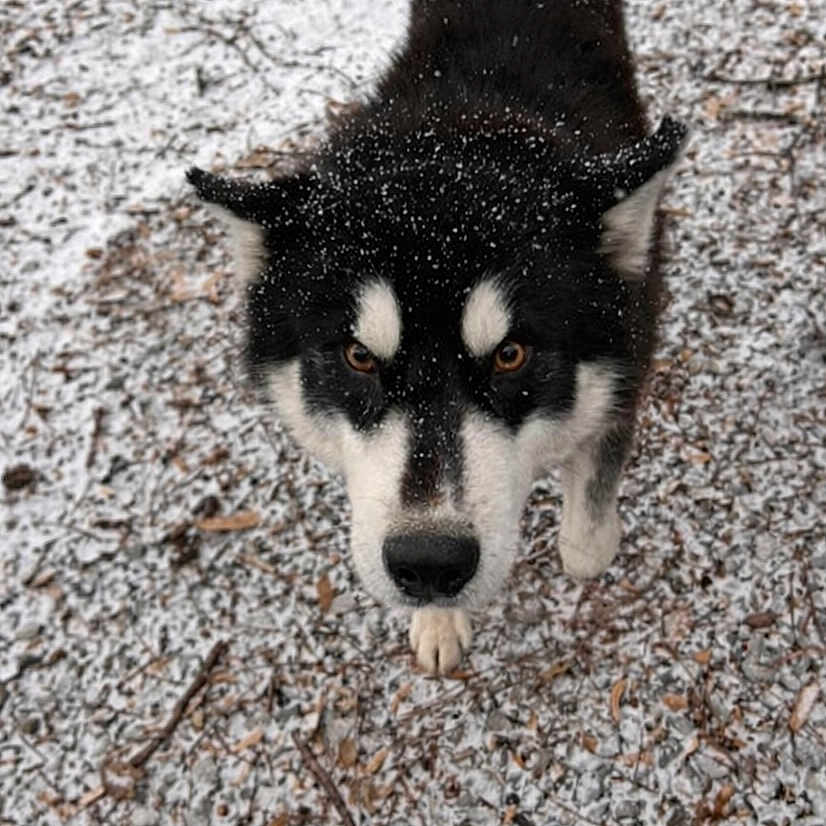 Astro