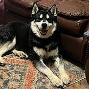 Astro is registered to the contest to win money with this photo: dog, smiling, lying_down, indoor, rug, leather_couch, black_and_white, pet, happy, fur, home, cozy, floor, animal, canine, domestic, resting, friendly, companion, relaxed