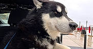 Astro is registered to the contest to win money with this photo: husky, dog, car, window, rainy, outdoor, pet, animal, fur, black_and_white, electric_car_station, tesla, side_profile, muzzle, ears, leash, pavement, daytime, vehicle_interior, canine