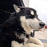 husky, dog, car, window, rainy, outdoor, pet, animal, fur, black_and_white, electric_car_station, tesla, side_profile, muzzle, ears, leash, pavement, daytime, vehicle_interior, canine