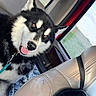 dog, husky, pet, animal, car, seat, leash, tongue, happy, fur, ears, window, interior, road_trip, companion, travel, canine, black_and_white, close_up, domestic_animal