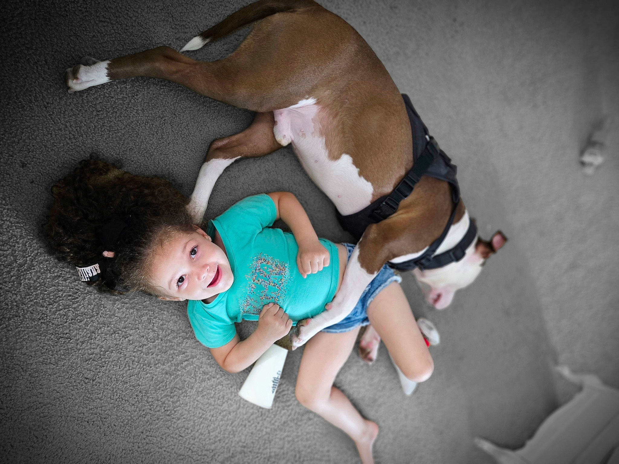 Elliana is registered to the contest to win money with this photo: baby, baby_toddler_clothing, carnivore, comfort, companion_dog, dog, dog_breed, dog_clothes, dog_supply, fawn, foot, fun, human_leg, knee, linens, person, tail, thigh, toy, trunk