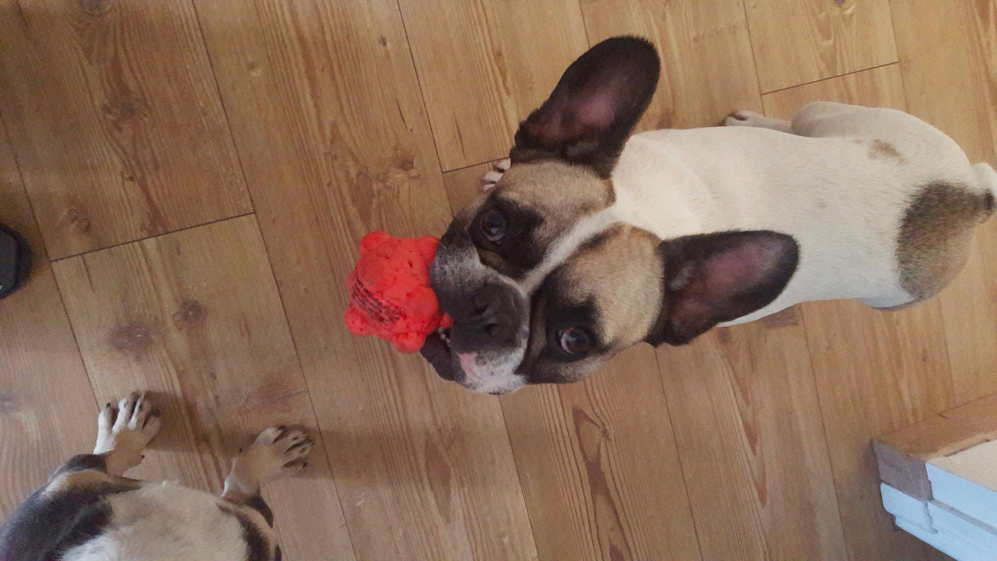 Lola a rejoint le concours — aidez-le/la à gagner de superbes lots ! canidae, carnivore, comfort, companion_dog, dog, dog_breed, fawn, flooring, fur, hardwood, laminate_flooring, snout, sporting_group, tail, terrestrial_animal, toy_dog, wood, wood_flooring, wood_stain, working_animal