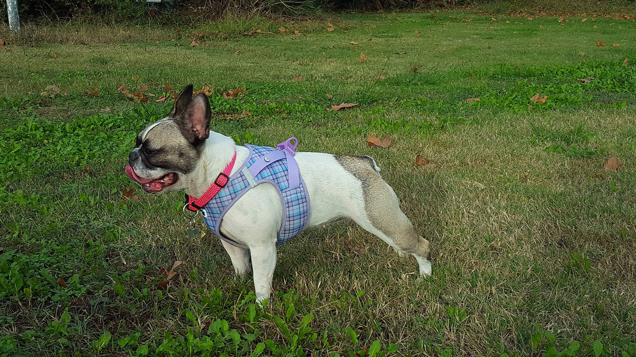 Lola participe au concours pour gagner de l'argent avec cette photo : ancient_dog_breeds, canidae, carnivore, collar, companion_dog, dog, dog_breed, dog_collar, dog_supply, fawn, french_bulldog, grass, non_sporting_group, plant, sporting_group, tail, terrestrial_animal, terrier, whiskers, working_animal